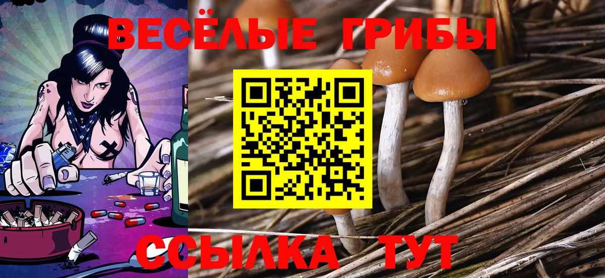 Псилоцибиновые грибы Psilocybine cubensis Салехард